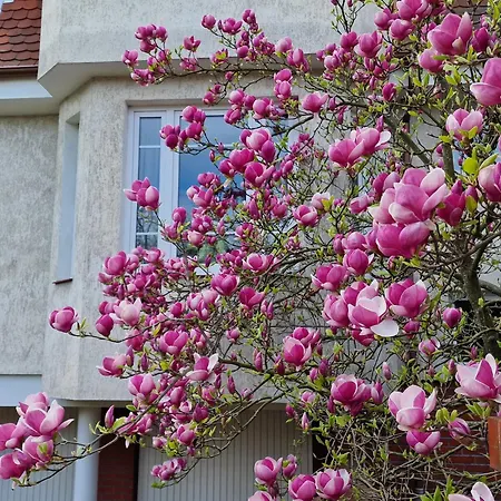 Apartament Magnolia Apartment
