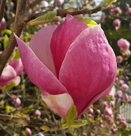 Magnolia סופוט