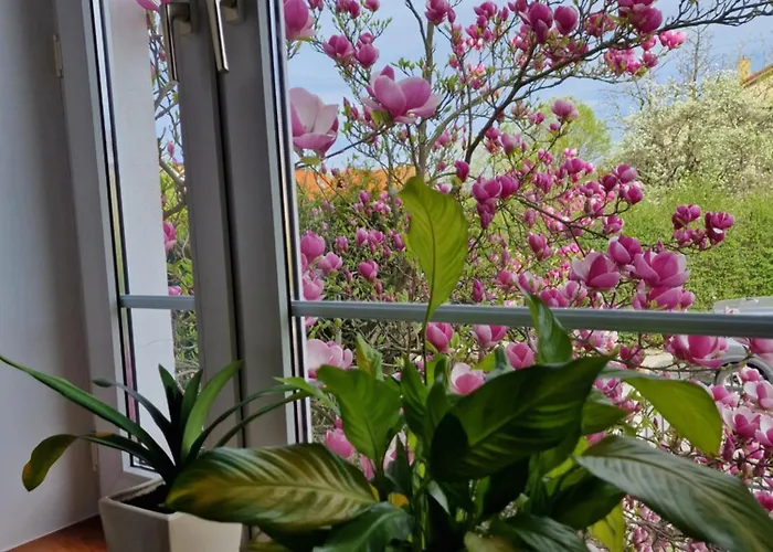 Magnolia סופוט