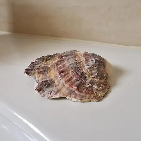 Апартаменты Apartament Magnolia *