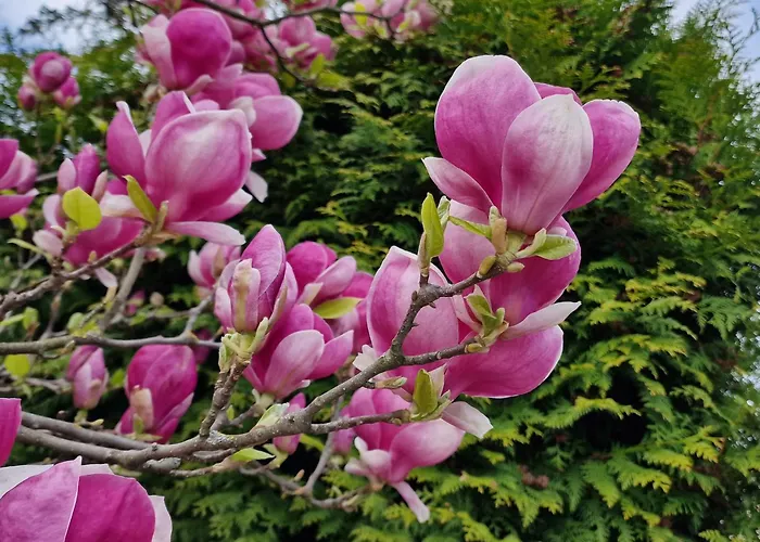 Magnolia Apartmán *