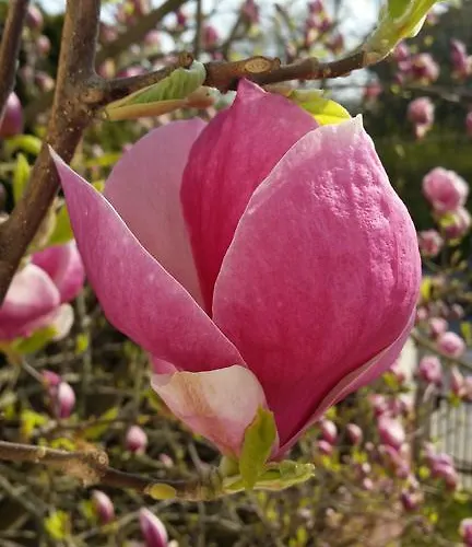 Magnolia Sopoty